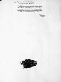 Physarum cinereum image